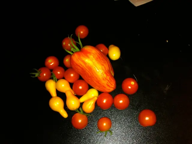 Online Gaming: Spinomenal Slots Available on Hollywoodbets Platform